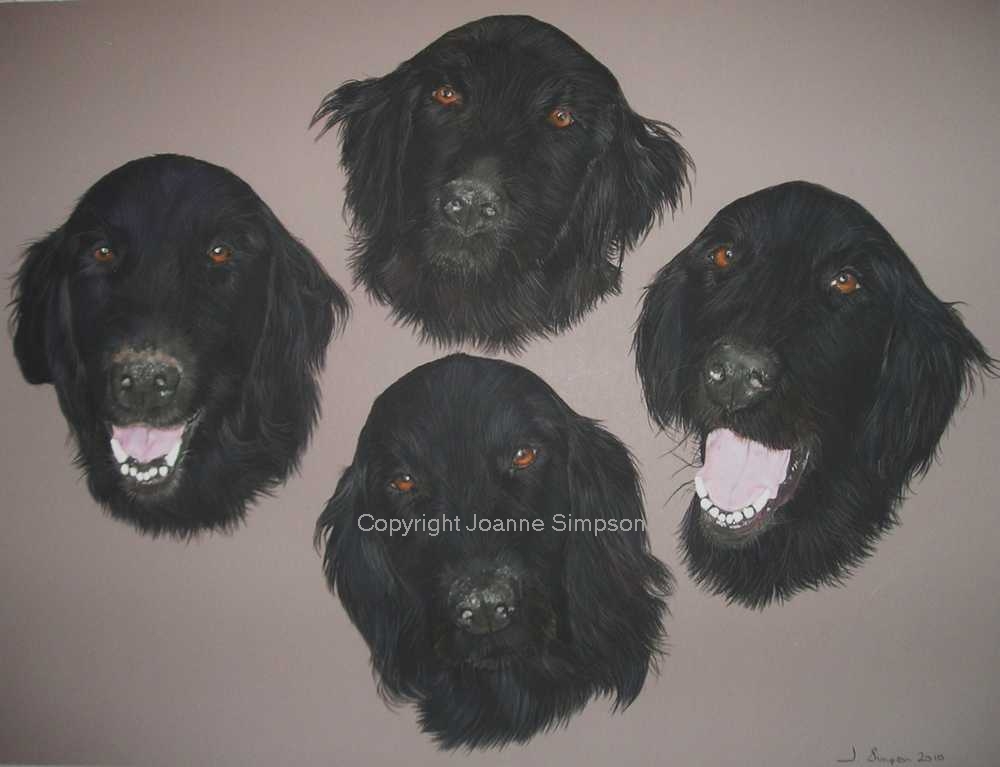 Flat coat retriever pet portrait by Joanne Simpson